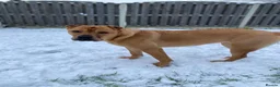 Mixed Breed dogs for sale: 4 year old shar pei cross name - Lola - Advert 4