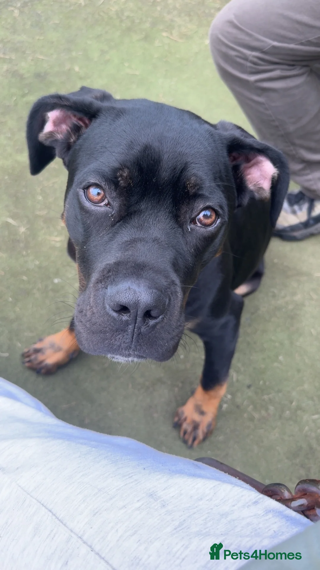 Mixed Breed dogs for sale: Maverick - rottie cross  in Birkenhead - Advert 2