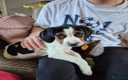 Mixed Breed dogs for sale: Betty - Beagle Spaniel mix - Image 8