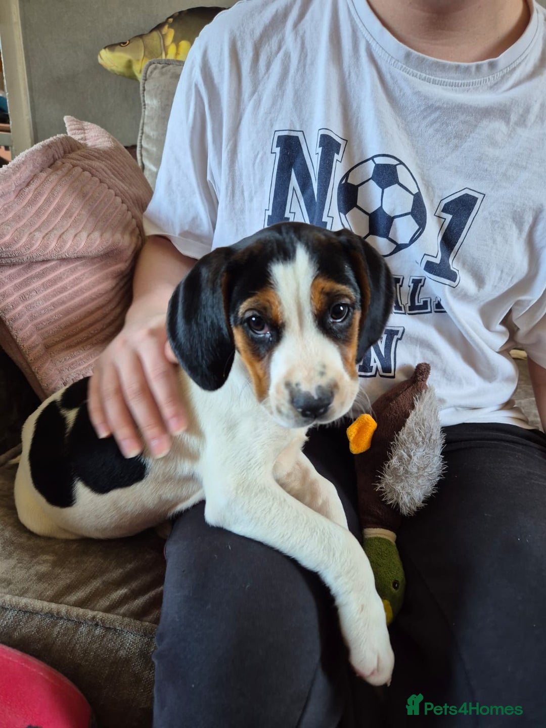Mixed Breed dogs for sale: Betty - Beagle Spaniel mix - Image 8
