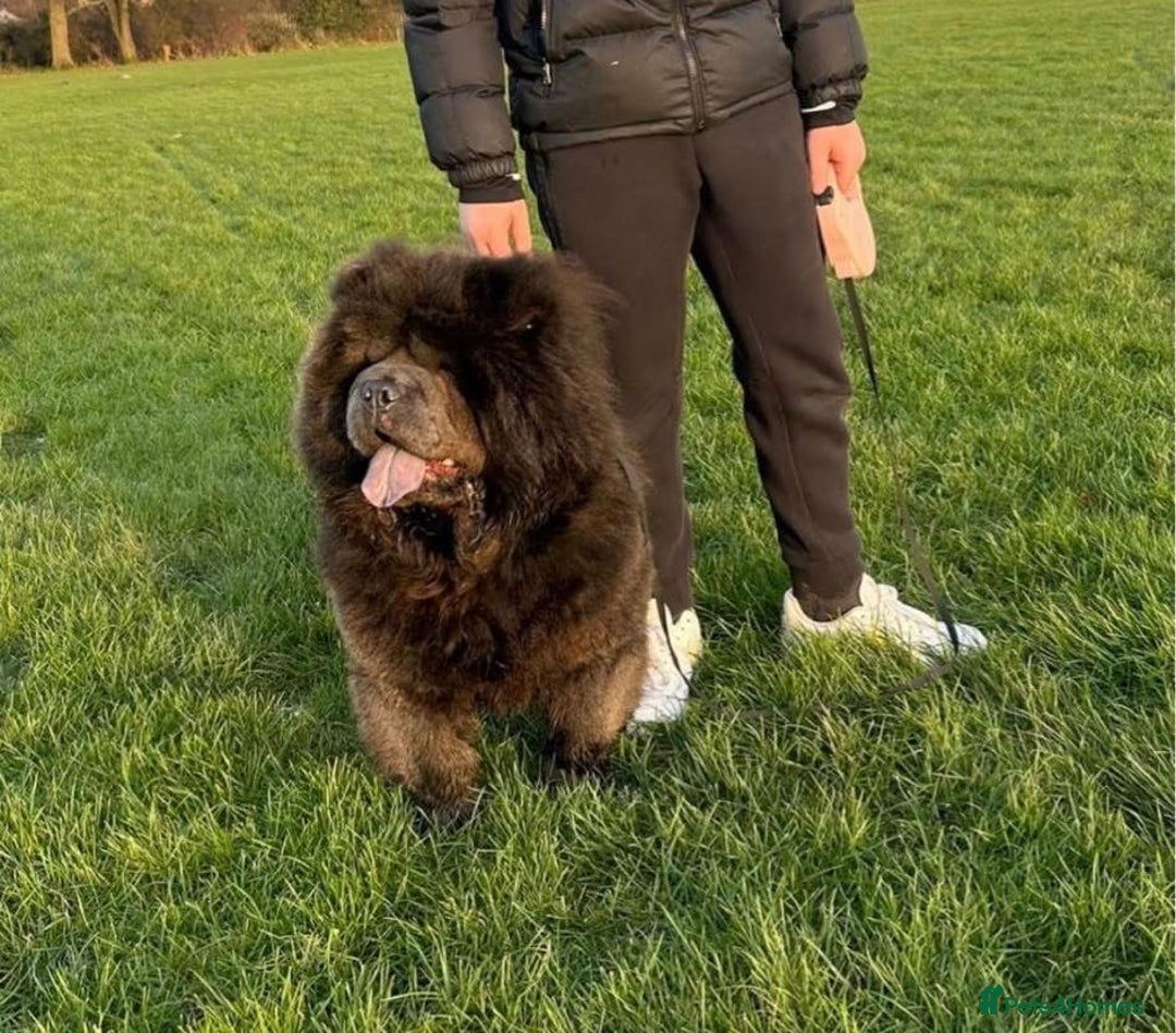 Chow Chow dogs for sale: Four Luxury Female ChowChows🐾 - Advert 1