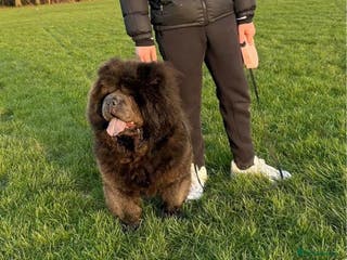 Chow Chow dogs Four Luxury Female ChowChows🐾 - Advert 15