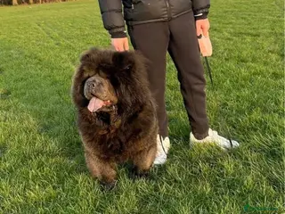 Chow Chow dogs Four Luxury Female ChowChows🐾 - Advert 10