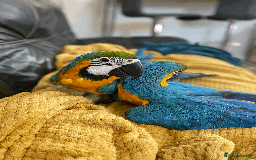 Macaws birds for sale: A fantastic selection of Macaws  - Image 2