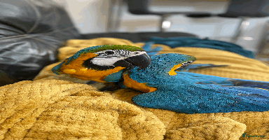 Macaws birds - Advert 4