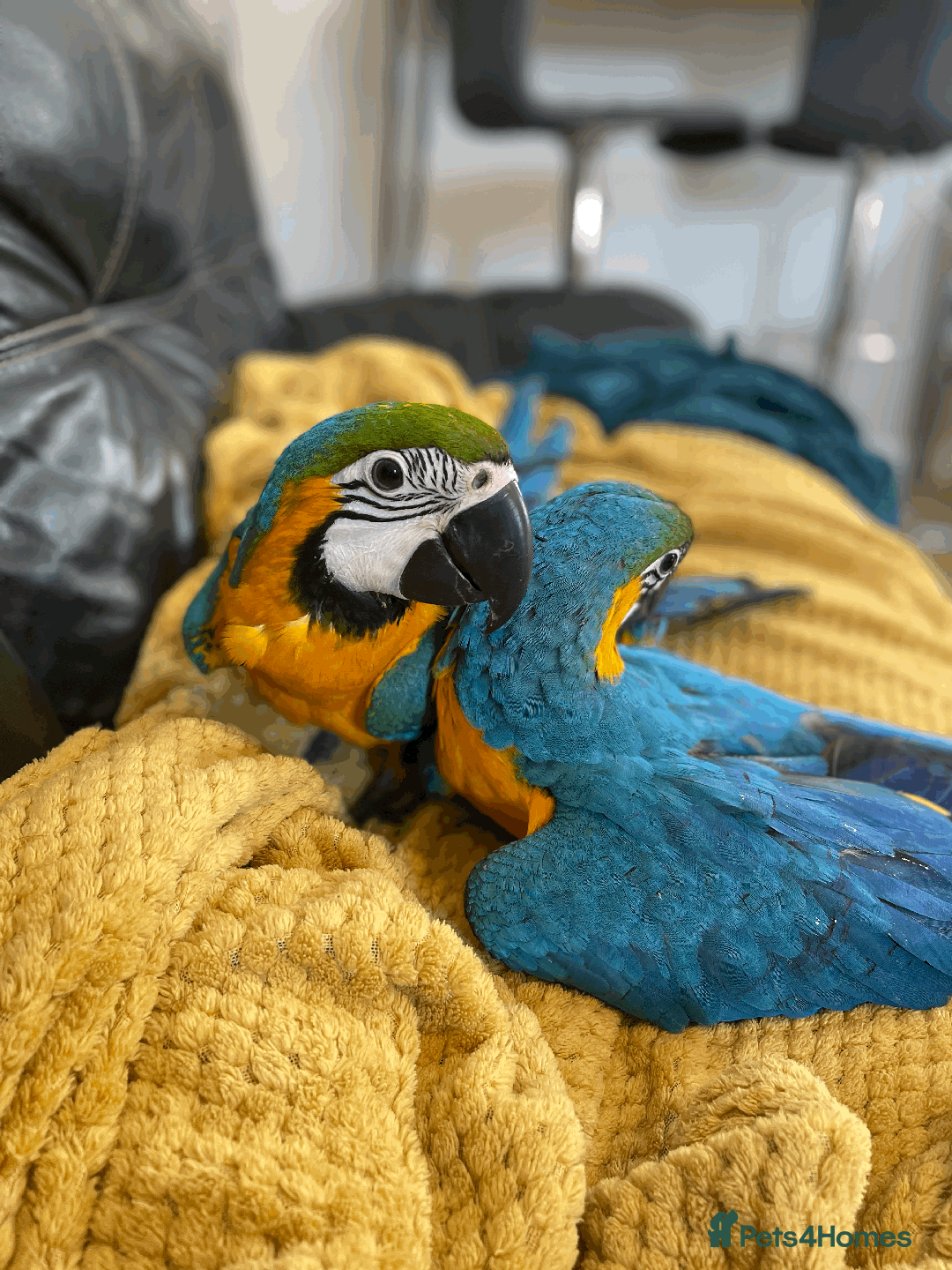 Macaws birds for sale: A fantastic selection of Macaws  - Image 2