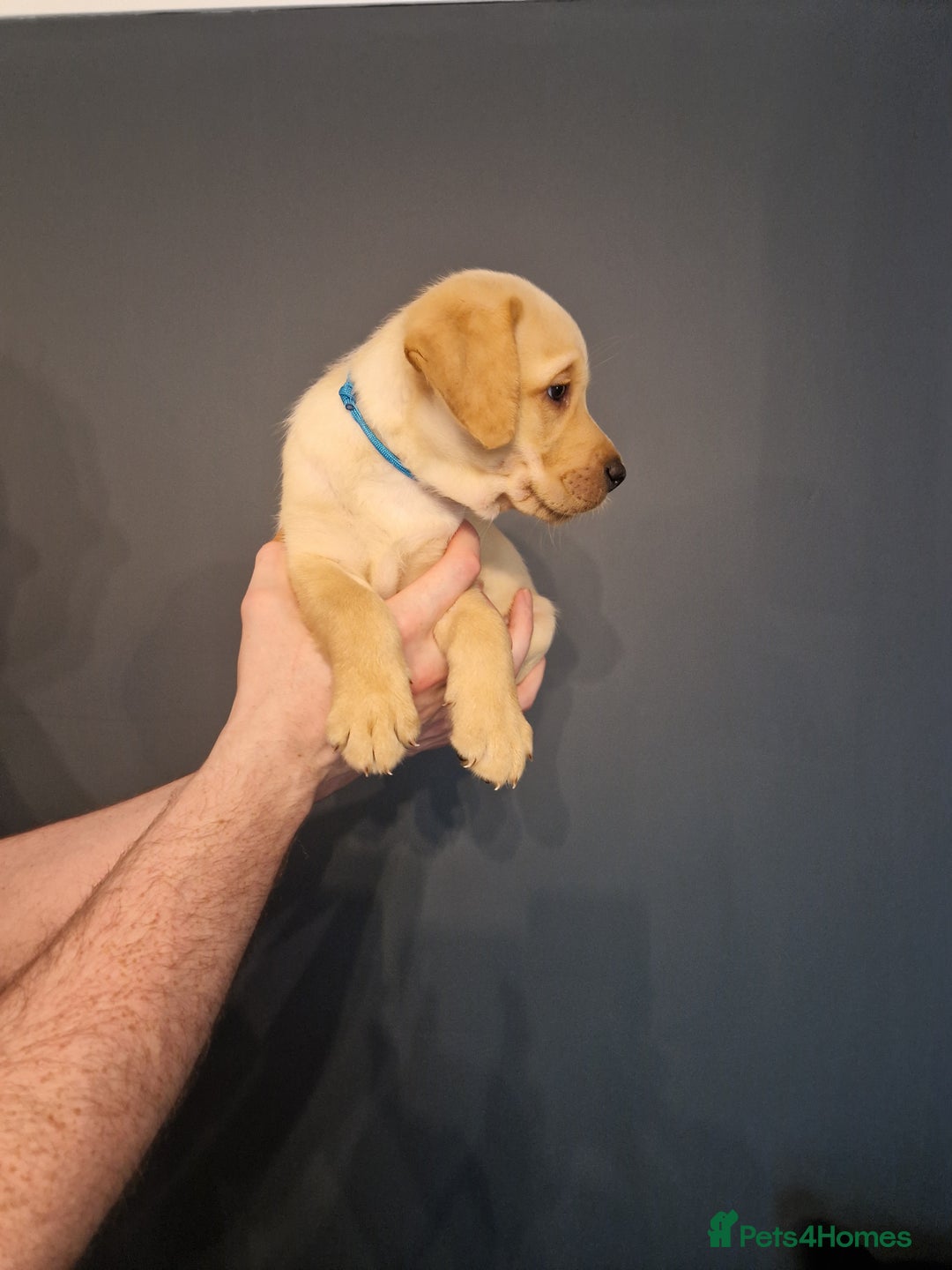 Labrador Retriever dogs for sale:  KC REG LABRADOR PICK OF LITTER AVAILABLE  in Preston - Image 4