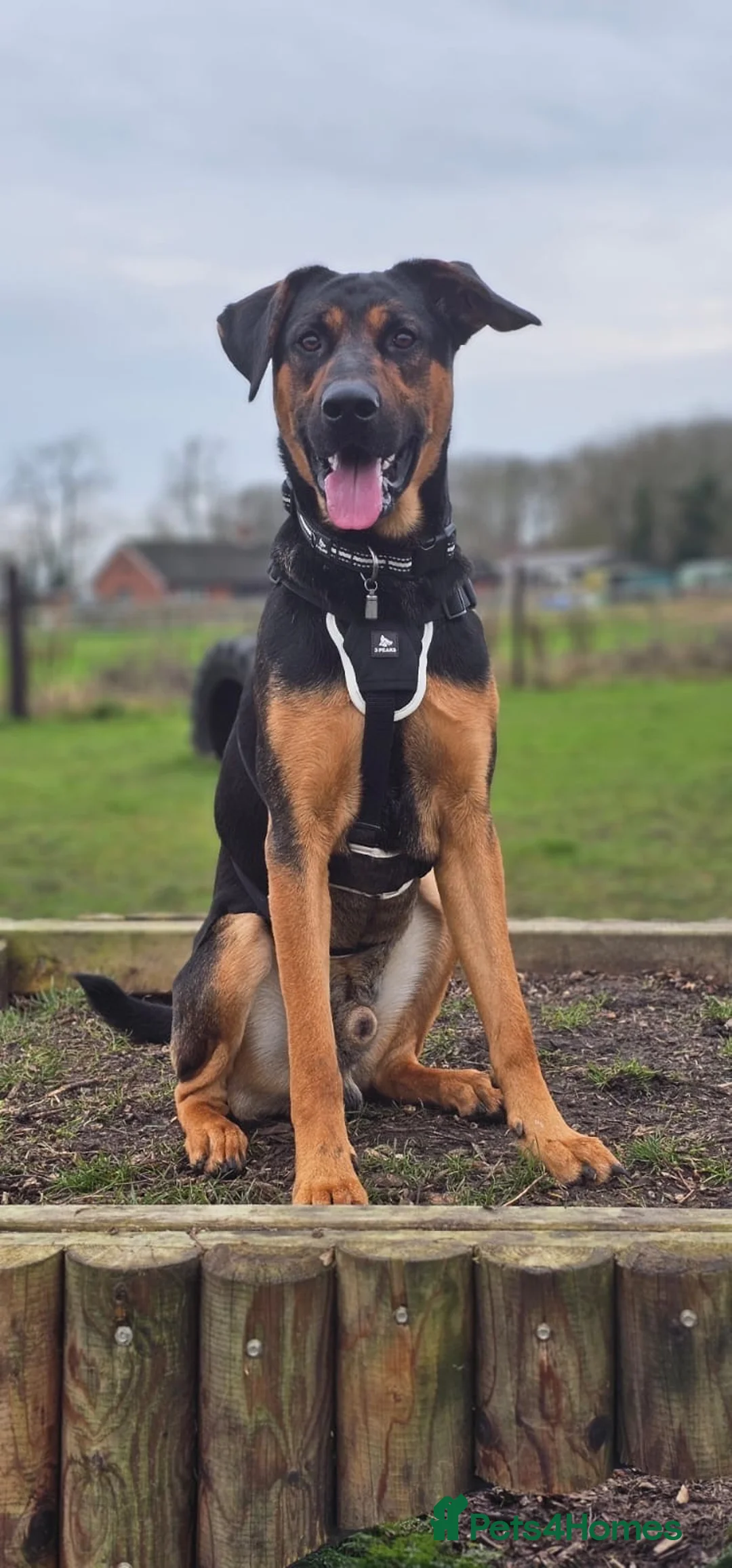 Mixed Breed dogs for sale: Labrador retriever cross - Advert 31