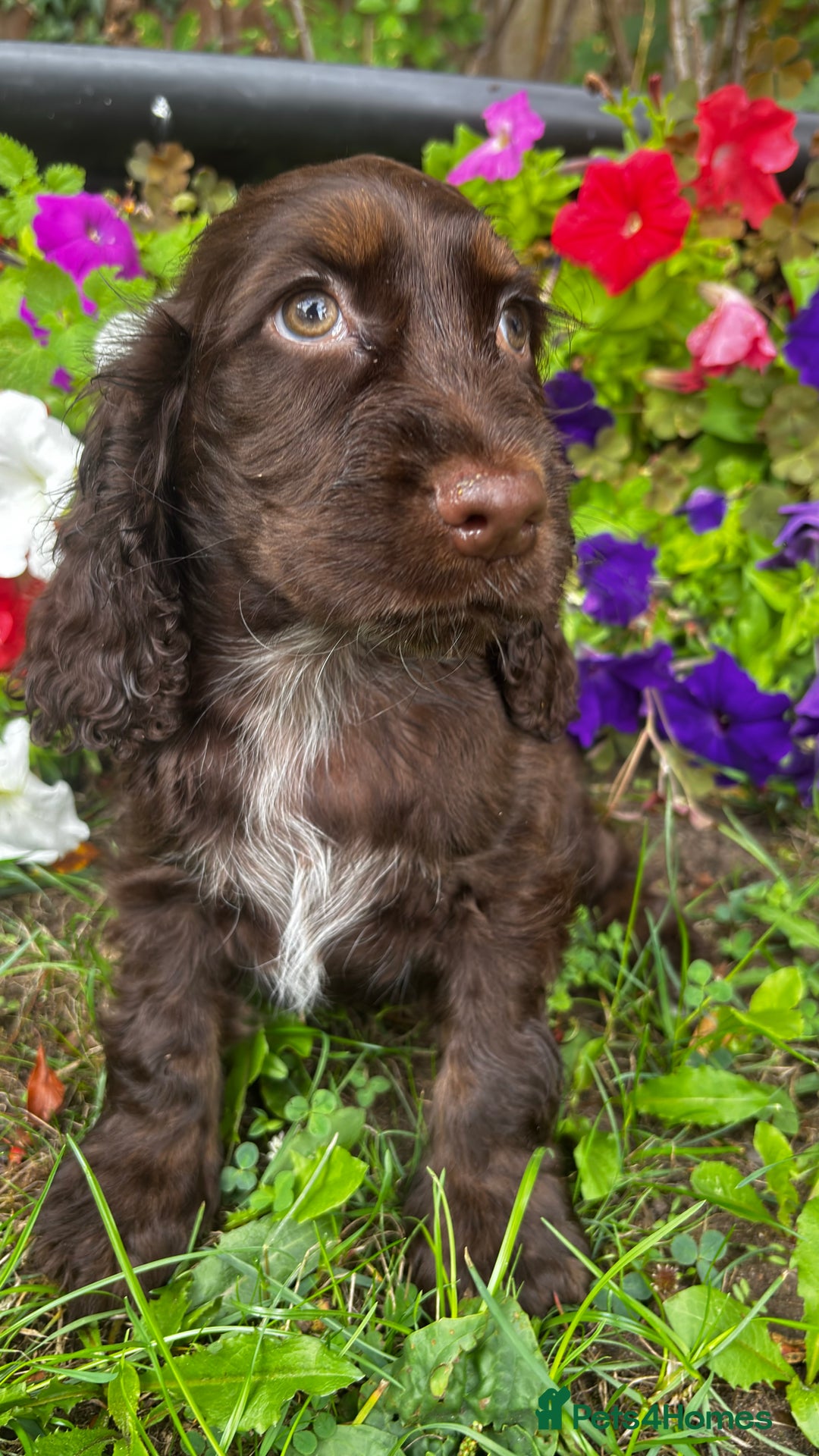 Cocker Spaniel dogs for sale: Family raised champion cocker REDUCED AND READY - Image 15