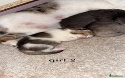 Scottish Fold cats for sale: 2 girl mixed scottish fold kittens  - Image 6