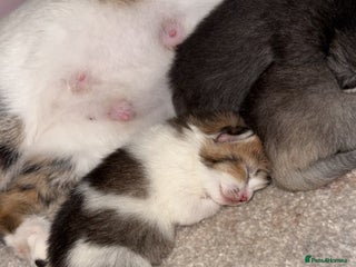 Scottish Fold cats - Advert 6
