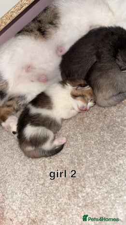 Scottish Fold cats - Advert 3