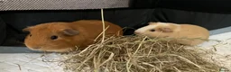 Guinea Pig rodents for sale: 2 males for good home - Advert 4