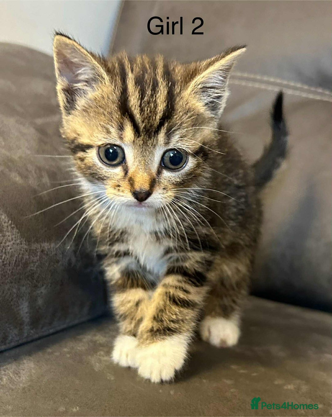 British Shorthair cats for sale: Stunning kittens available  - Image 15