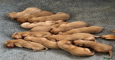 Labrador Retriever dogs - Advert 12