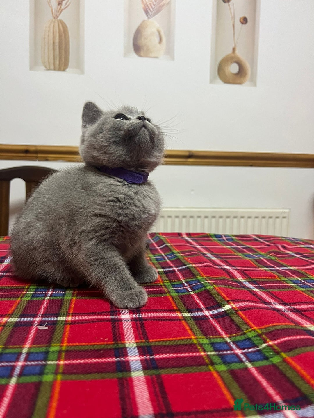 British Shorthair cats for sale: !!! Pure Blood Champions Pedigree BSH Kittens!!! - Advert 6