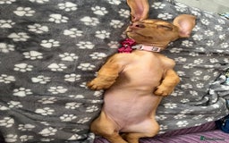 Dachshund dogs for sale: 24 week Dachshund girl  - Image 4