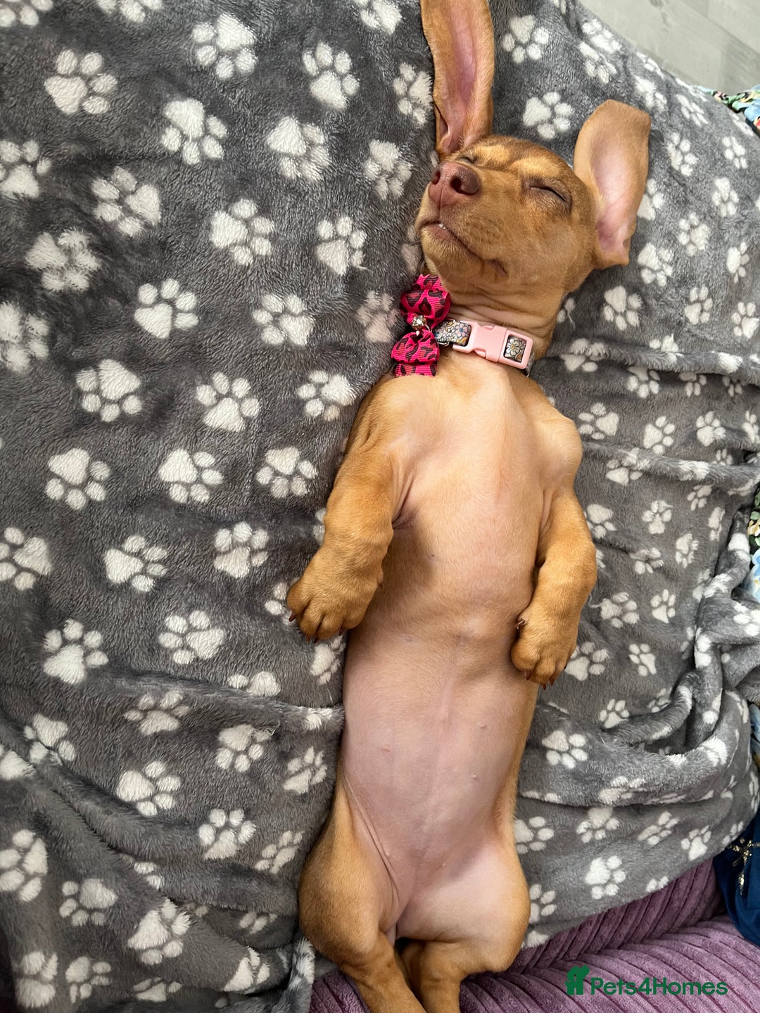 Dachshund dogs for sale: 24 week Dachshund girl  - Image 4