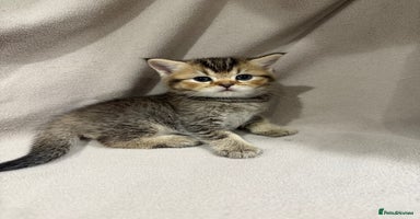 British Shorthair cats - Advert 14