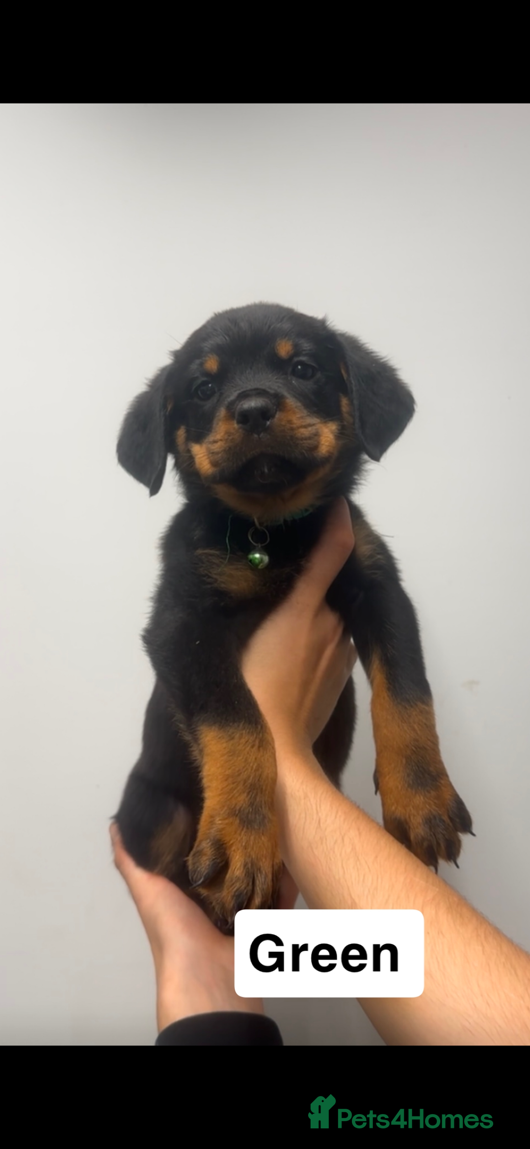 Rottweiler dogs for sale: Rottweiler puppies  - Image 4