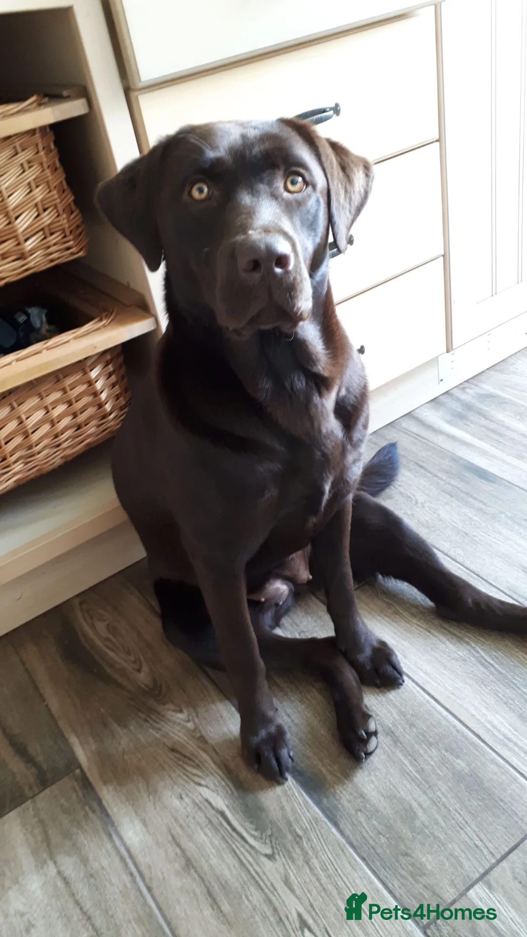 Labrador Retriever dogs for sale: Super Chocolate KC Reg Pups- Health Tested Parents - Advert 12