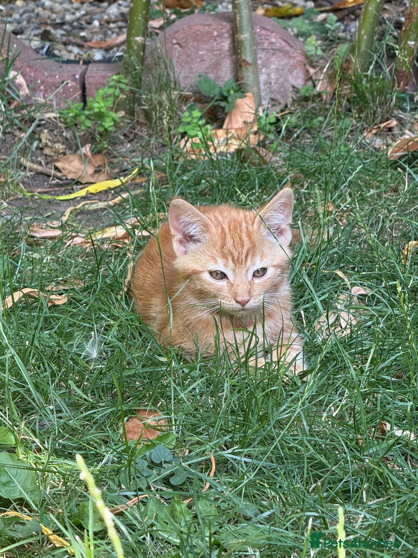 Mixed Breed cats for sale: Fluffy kittens!!!  - Advert 2
