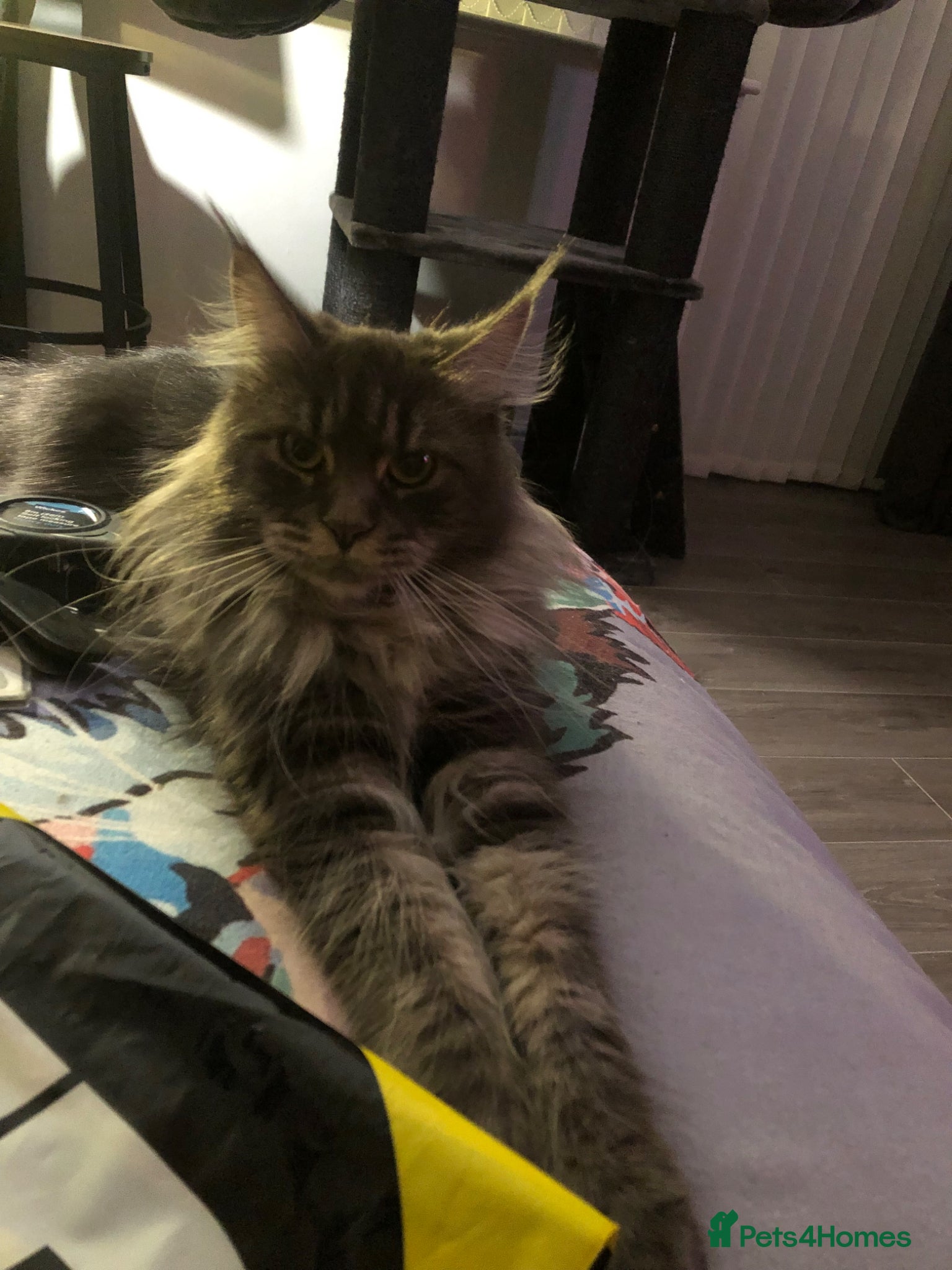 Maine Coon cats Looking for stud cat - Advert 1