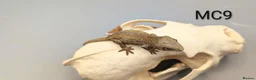 Gecko reptiles for sale: Red and orange striped gargoyle gecko  - Advert 3