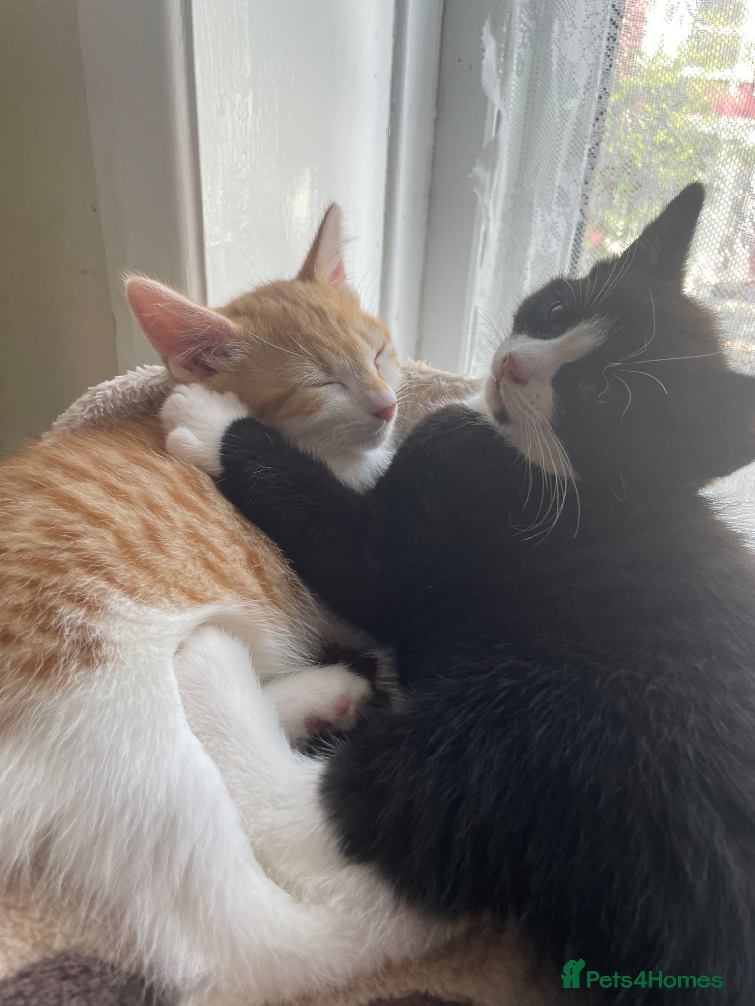 Mixed Breed cats for sale: 2 Cute Kittens  - Advert 10