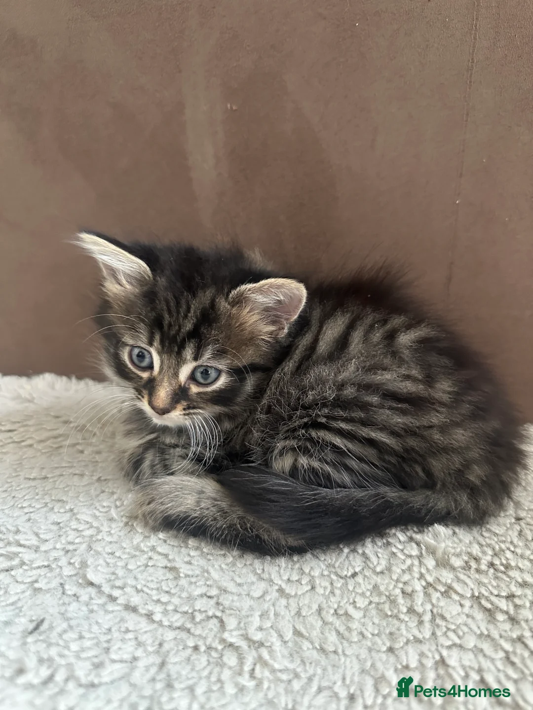 Mixed Breed cats for sale: Litter of kittens 5 boys, 1 girl  - Advert 2