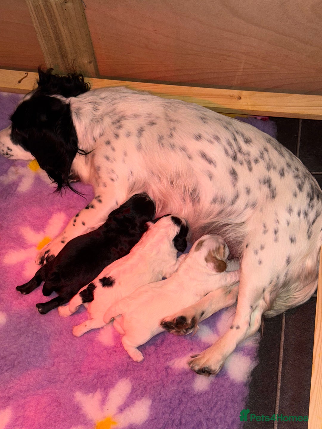 Cocker Spaniel dogs for sale: White and Black Cocker Spaniel dog Pup - Advert 11