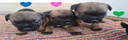 Border Terrier dogs for sale: Beautiful Border Terriers for Sale - Advert 12