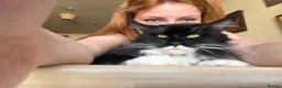 Maine Coon cats for sale: uther - male maine coon un-neutered  - Advert 24