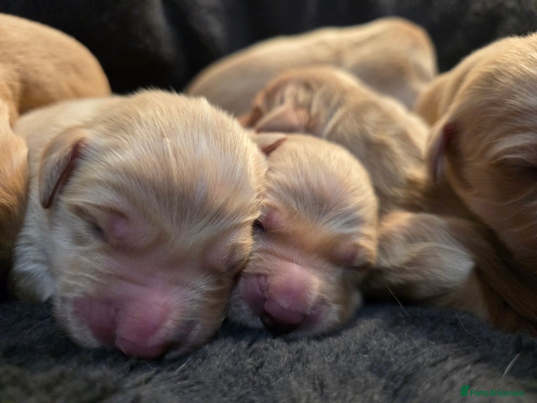 Golden Retriever dogs for sale: Beautiful and Loving Golden Retriever Puppies 🐶  - Advert 7