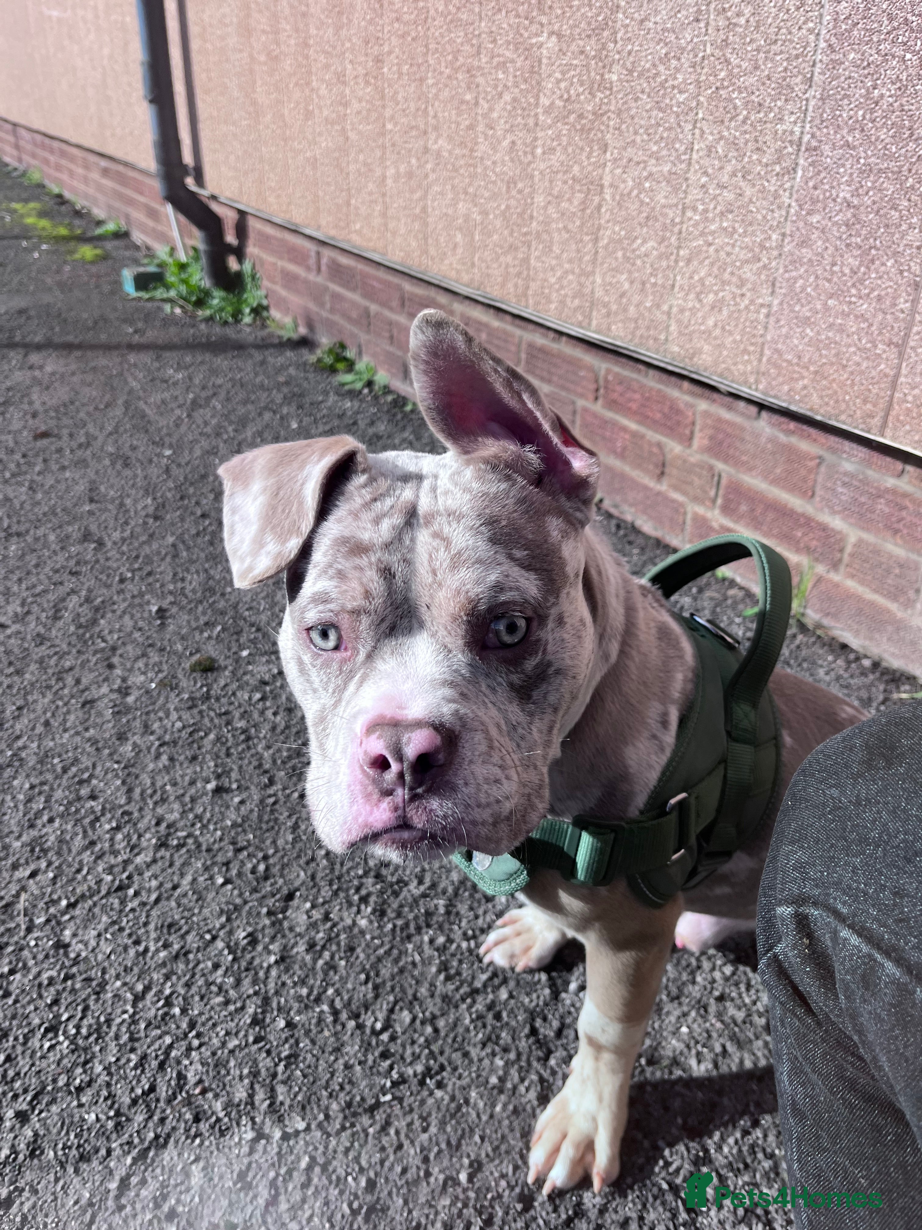 American Bully dogs Pocket X standard bully  in Bristol - Advert 6