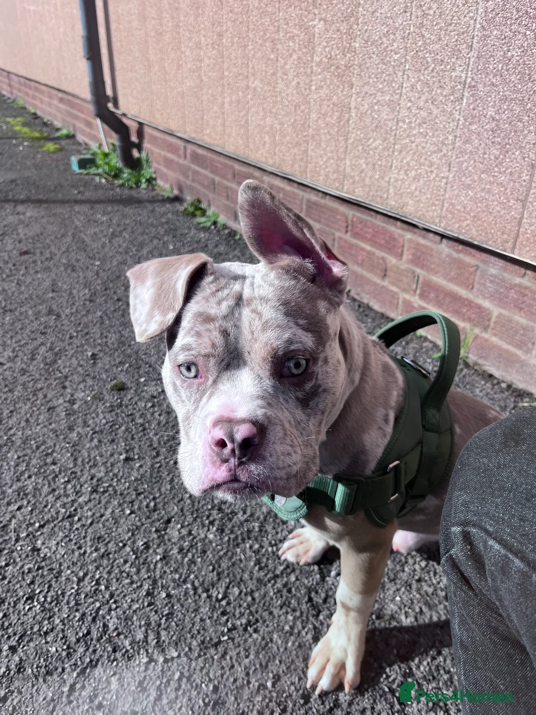 American Bully dogs for sale: Pocket X standard bully  in Bristol - Advert 1