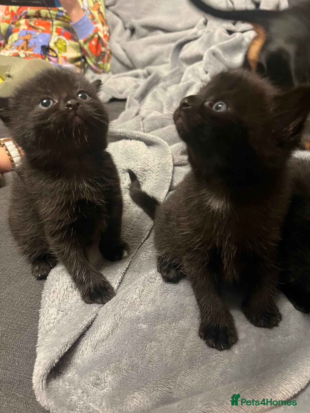 Mixed Breed cats for sale: 4 kittens for sale  - Advert 3