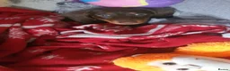Dachshund dogs for sale: Dachshund Chocolate and Tan - Advert 11