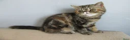 Exotic cats for sale:  Beautiful Exotic female kittens - Advert 18
