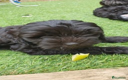 Australian Labradoodle dogs for sale: 2 GIRLS ONLY - Australian Labradoodle puppies - Image 33