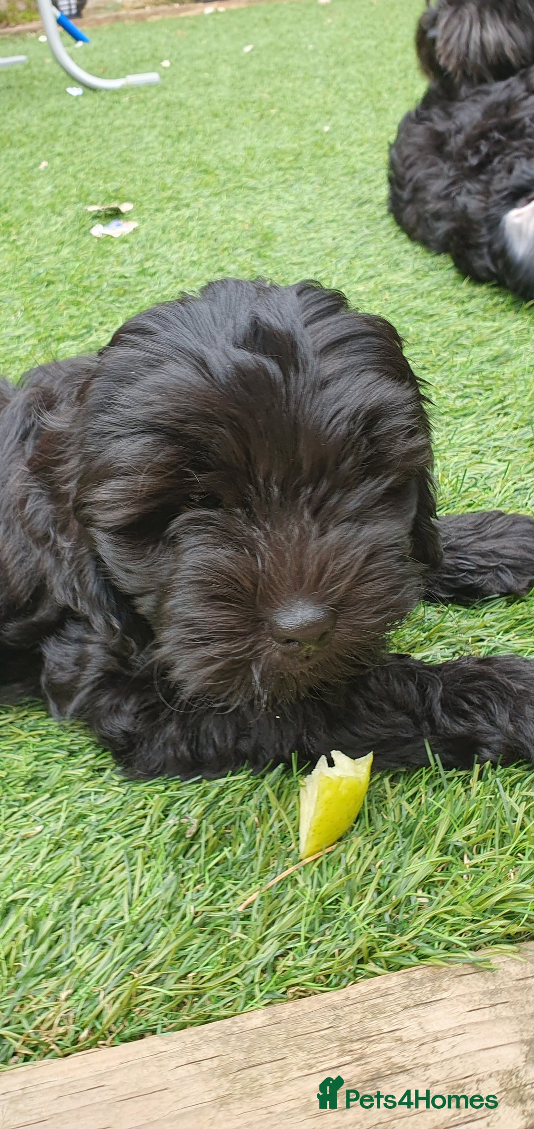 Australian Labradoodle dogs for sale: 2 GIRLS ONLY - Australian Labradoodle puppies - Image 33