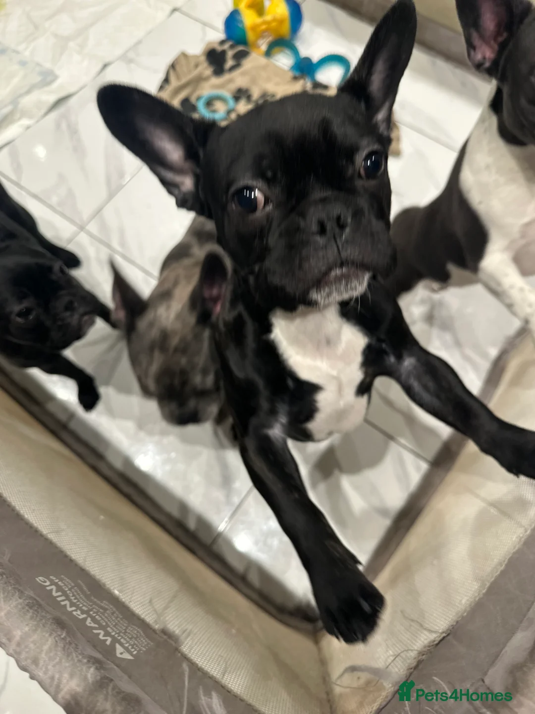 French Bulldog dogs for sale: Black French bulldog girl and boy - Advert 3