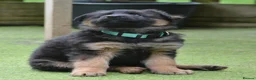 German Shepherd dogs for sale: KC, DM clear, health tested, German Shepherds  - Advert 24