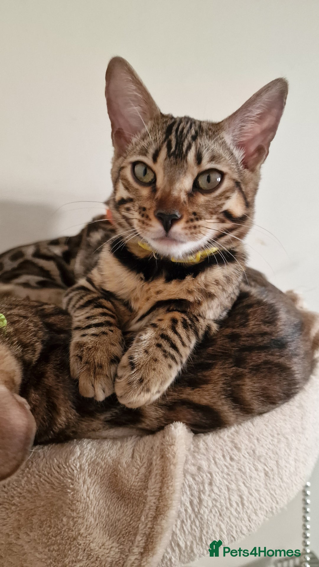 Bengal cats for sale: Two gorgeous Bengals girls  😻😻❤️ - Image 28