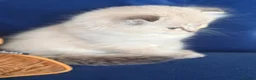 Scottish Fold cats for sale: Scottish Fold X Lilac Ragdoll twins ❤️  - Advert 9