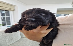 Mixed Breed dogs for sale: Beautiful Cavapoo X puppies - Image 9