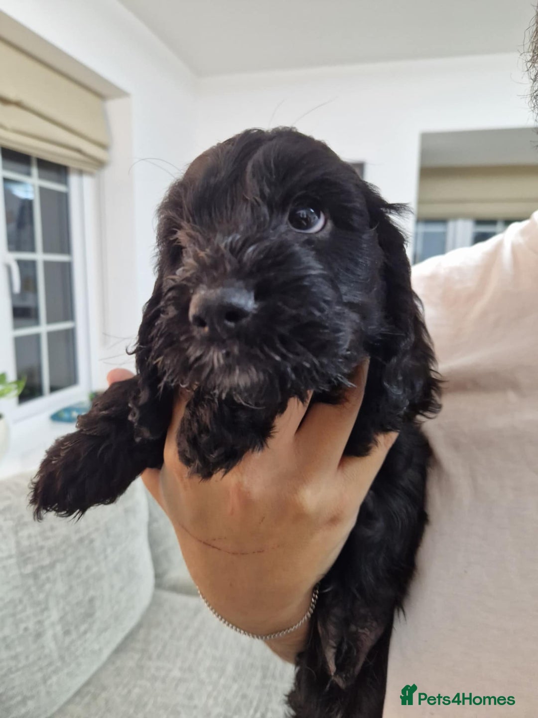 Mixed Breed dogs for sale: Beautiful Cavapoo X puppies - Image 9