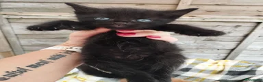 Mixed Breed 1