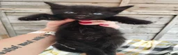 Mixed Breed cats for sale: Five adorable kittens looking for loving homes❤️ - Advert 7
