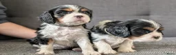 Cavalier King Charles Spaniel dogs for sale: LAST DNA TESTED CAVALIER KING CHARLES SPANIEL - Advert 6
